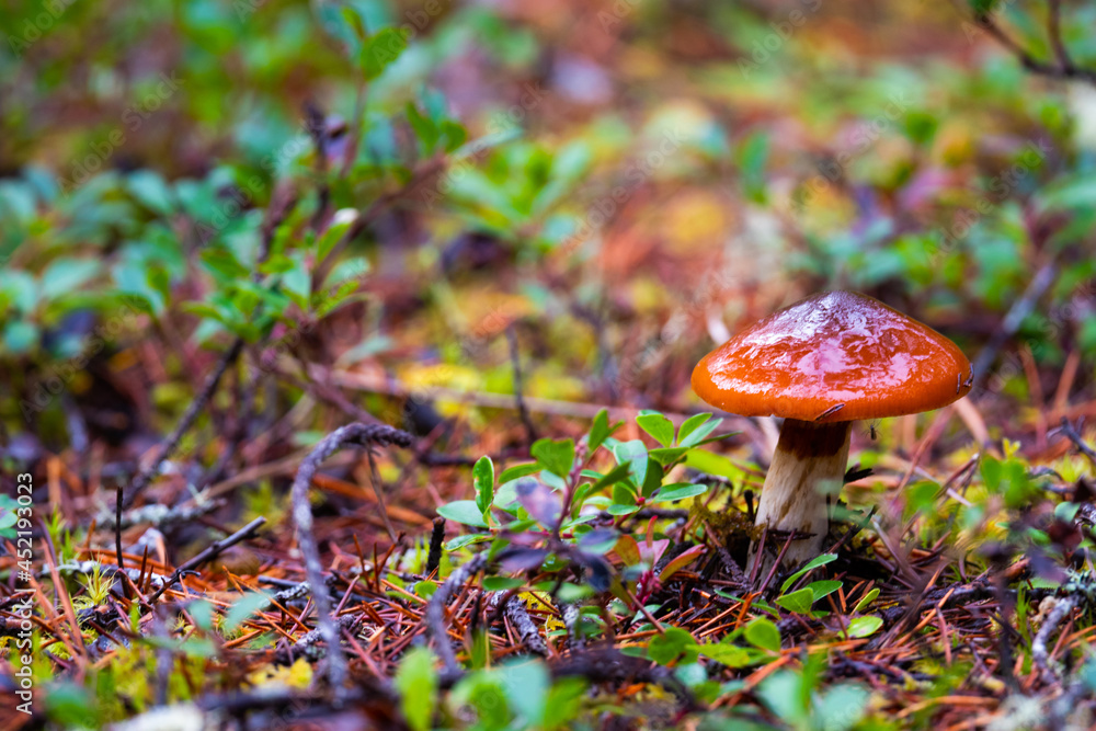 Forest floor Cortinariaceae Mushroom Forest floor Cortinariaceae Mushroom