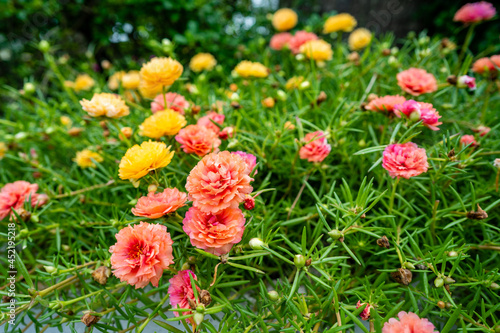 Closeup shot of beautiful Portulaca grandiflora flowers growing in a garden photo