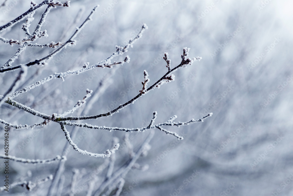 Frost-covered tree branch in the winter garden on a blurred background