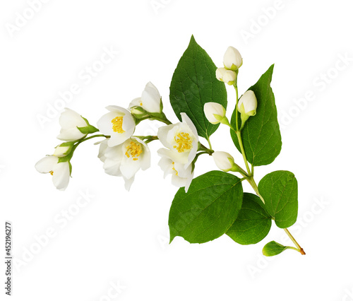 Twig of Jasmine (Philadelph...