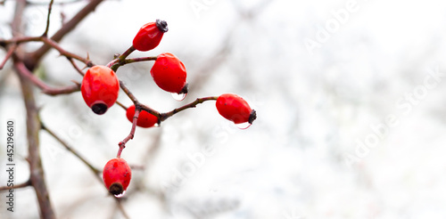 Rosehip branch with red berries in winter on a white background