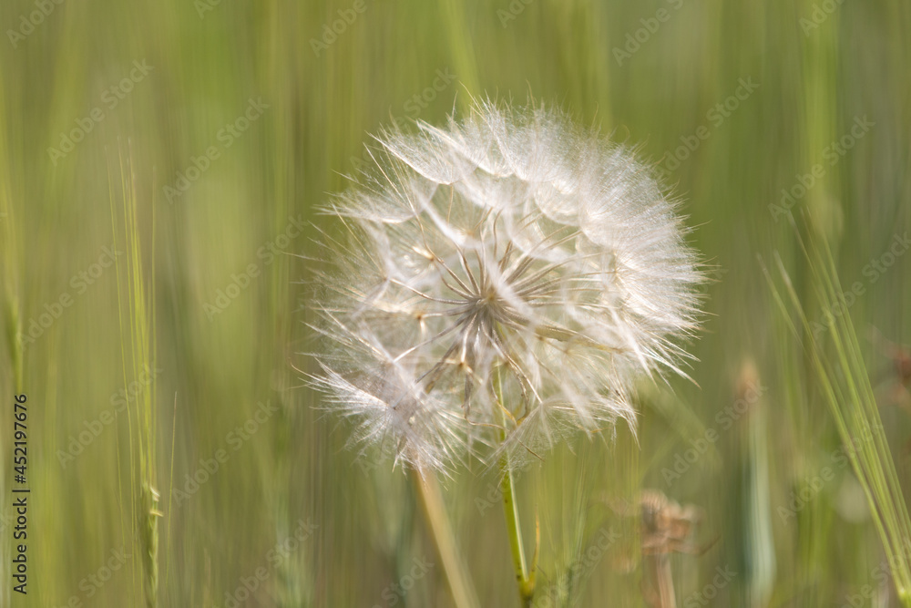 Fototapeta premium Dandelion in a field