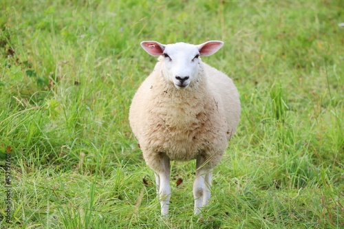 Schaf in der Frontalansicht