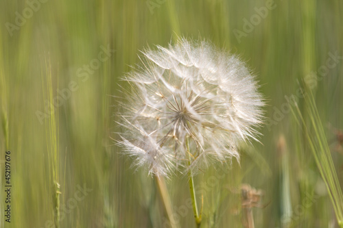Dandelion in a field