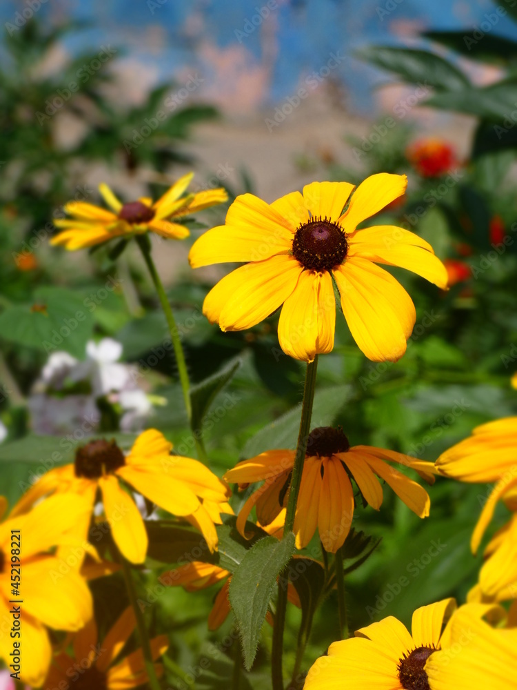 yellow flowers in the garden yellow flowers in the garden