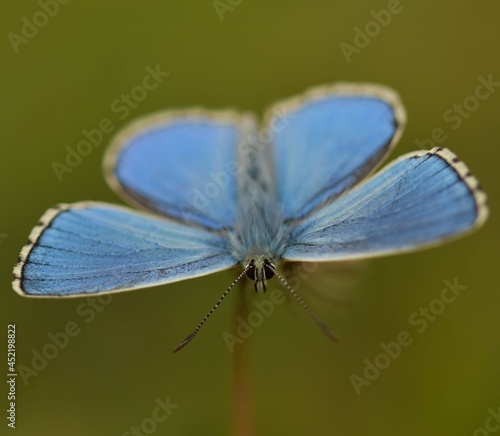 Tapety artystyczne Adonis Blue Butterfly