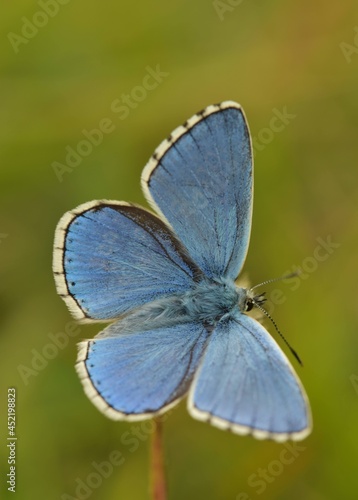 Obraz na płótnie Adonis Blue Butterfly
