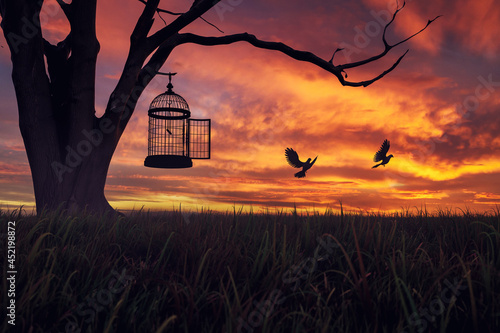 фотографія Dove birds escaping or released free from cage, hanging on a tree at sunset