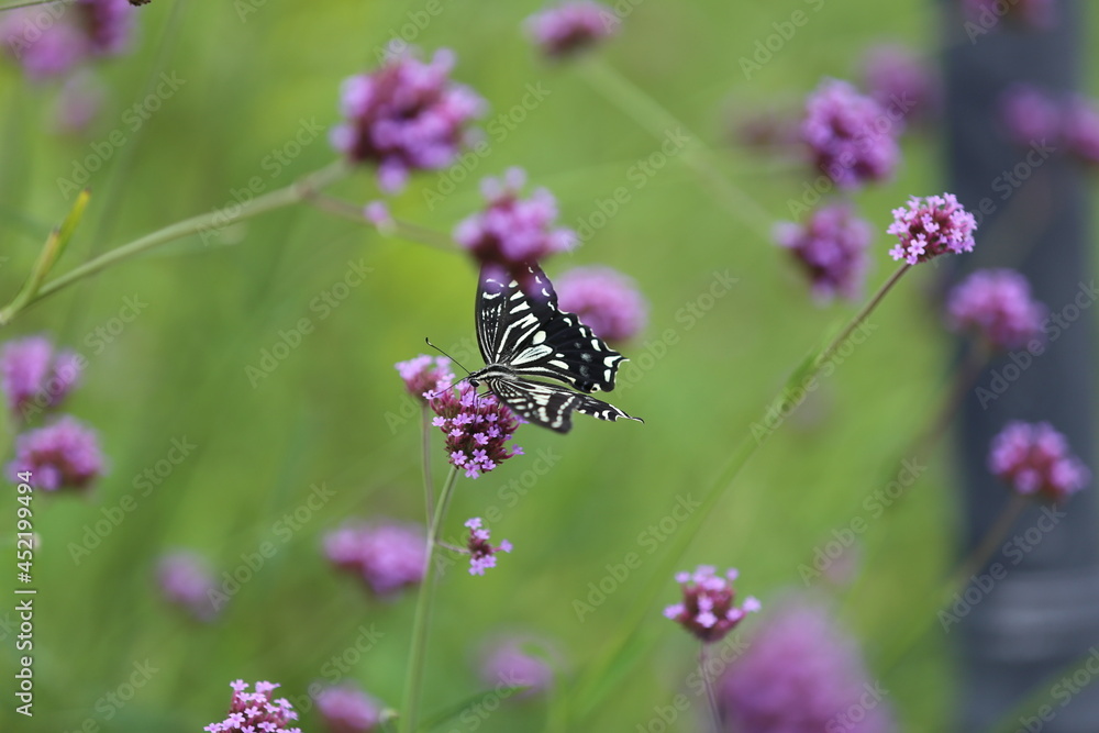 Butterfly sucking nectar from a purple flower. Butterfly sucking nectar from a purple flower.