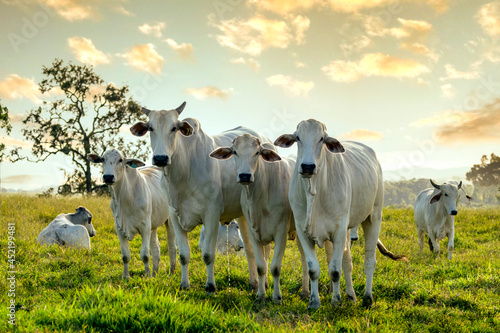 herd of Nelore cattle on pasture photo