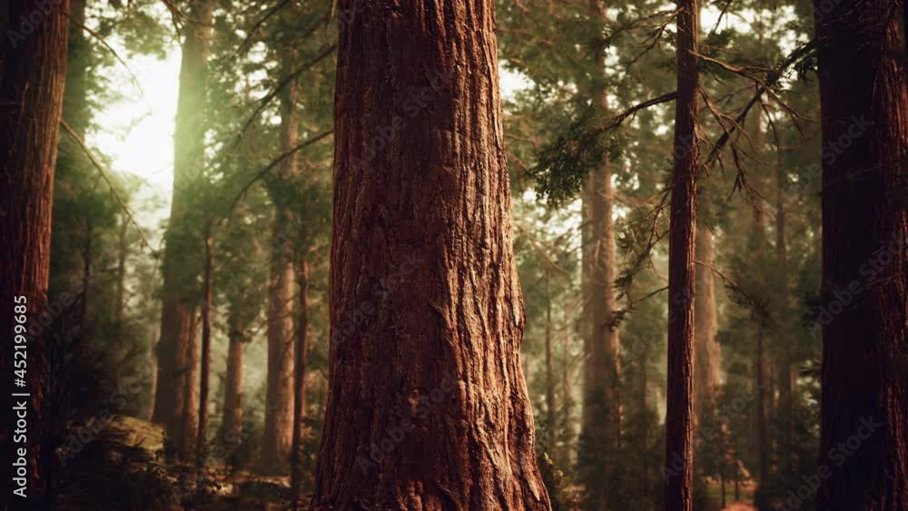 giant sequoias in redwood forest