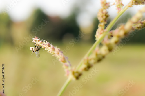 close up of a Grass and a fly