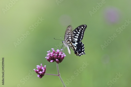 Butterfly sucking nectar from a purple flower. © 상학 이