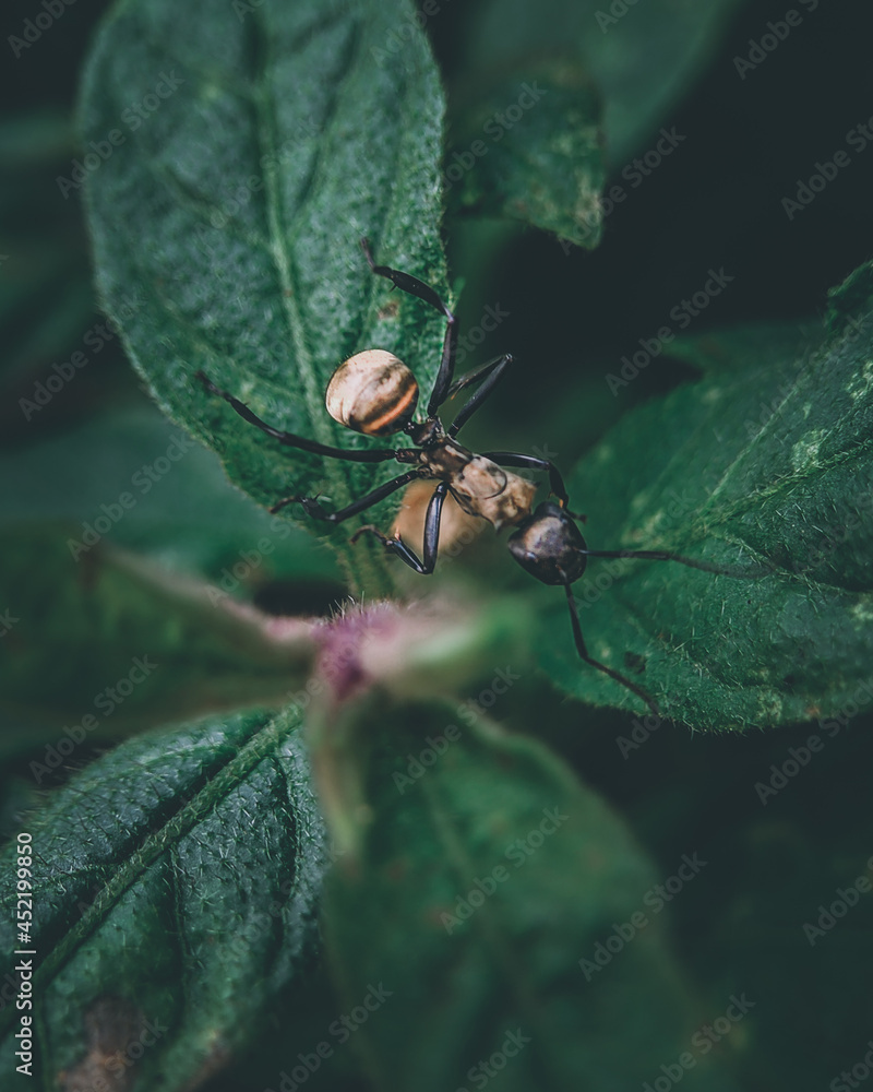 ant macro ant macro