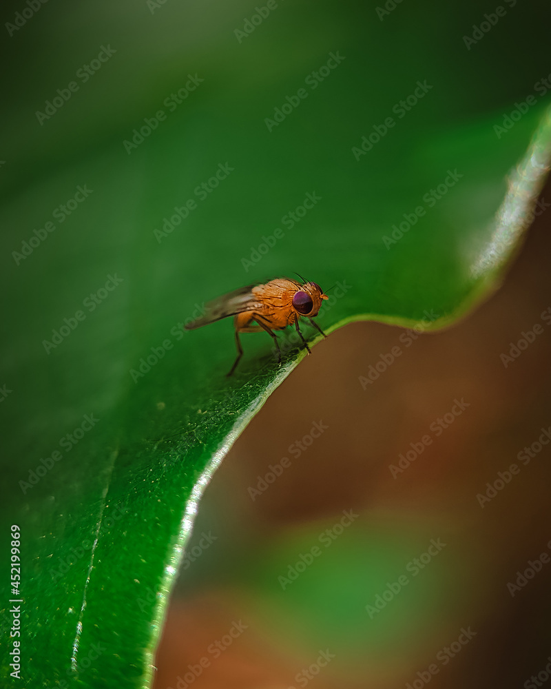 Naklejka premium macro of a fly
