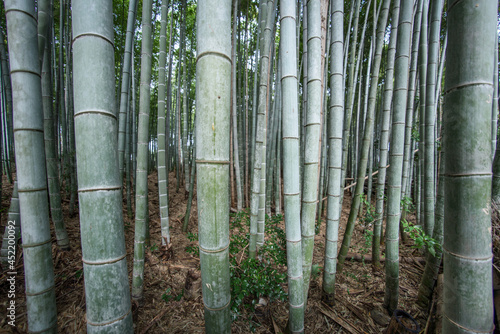 Green bamboo forest in asia