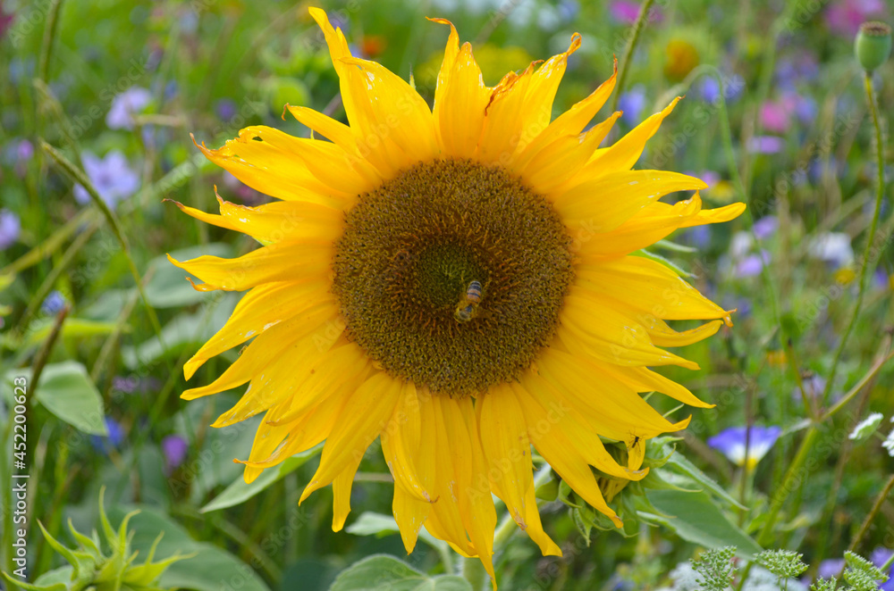 Fototapeta premium Sonnenblume