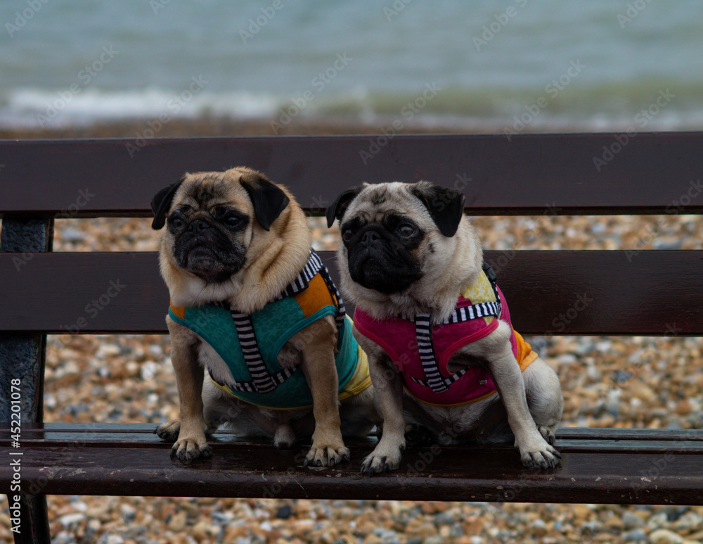 A Pair of Pugs.