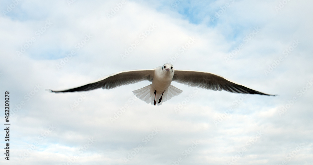 Fototapeta premium Seagull flying in the sky