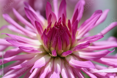 Dahlia rose en macro