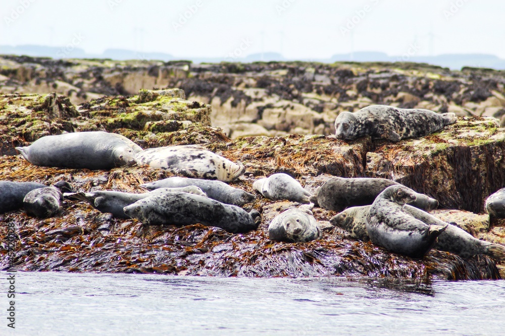 Fototapeta premium Sleeping Seals Farne Islands