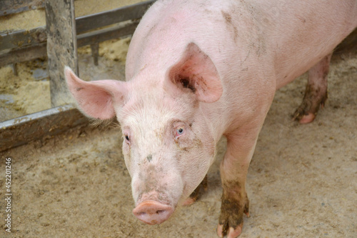 a big pig in in the pen on a farm.