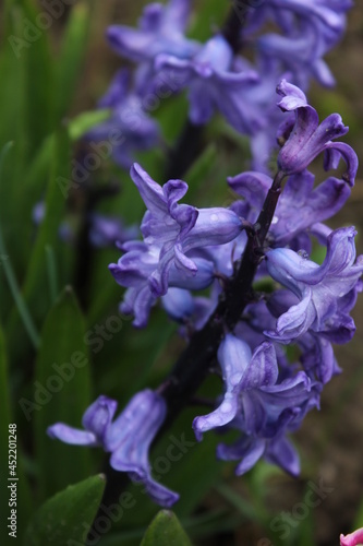 flowers in the garden