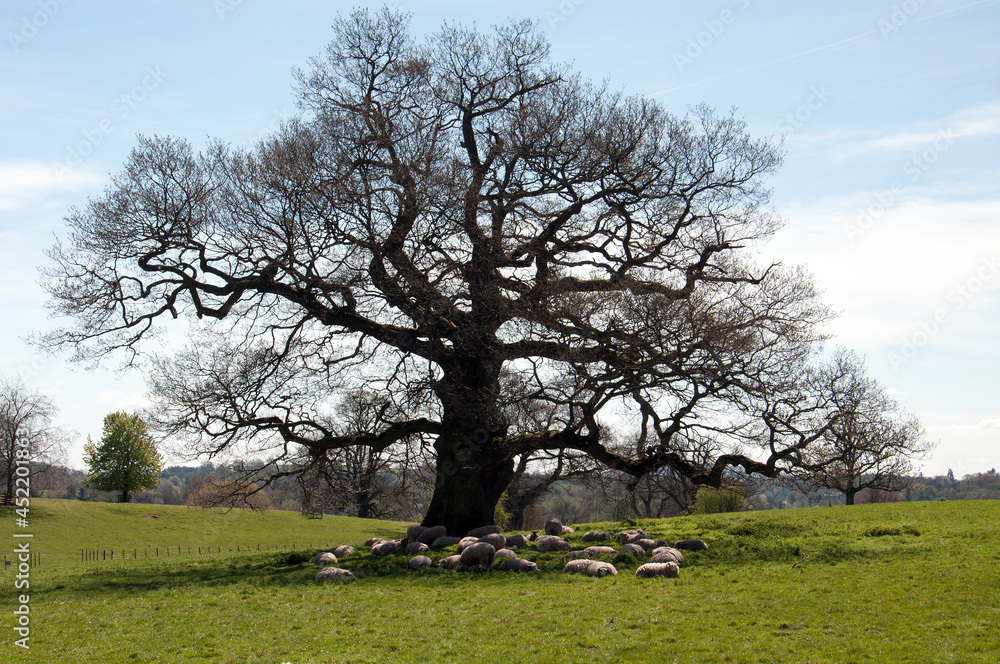 Oak tree and sheep under a tree in the field. Oak tree and sheep under a tree in the field.