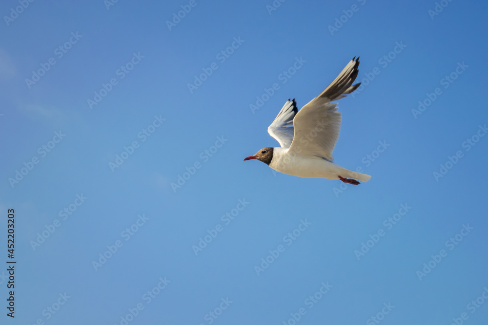 The seagull flies quickly. One seabird is on a blue sky background.
