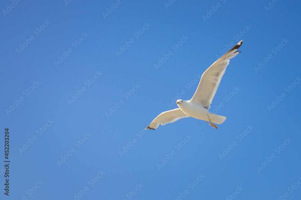 Obraz premium The seagull flies with its wings spread wide. One seabird is on a blue sky background.