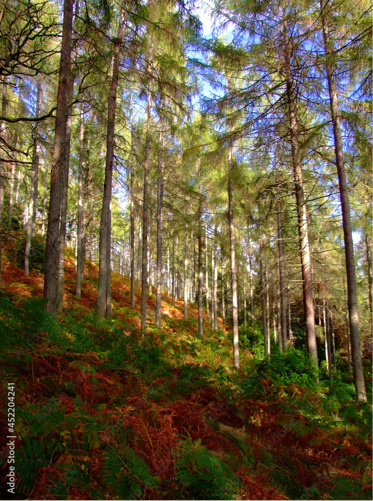 Obraz premium late summer forest