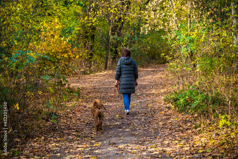 Fototapeta premium woman walking with her dog in the autumn forest