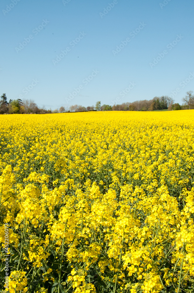 Summertime canola crops in the UK. Summertime canola crops in the UK.