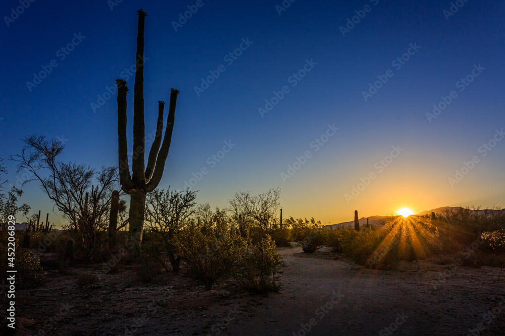The sunburst with a blue sky creates a dramatic sunset scene in the sonoran desert near Tucson, Arizona.