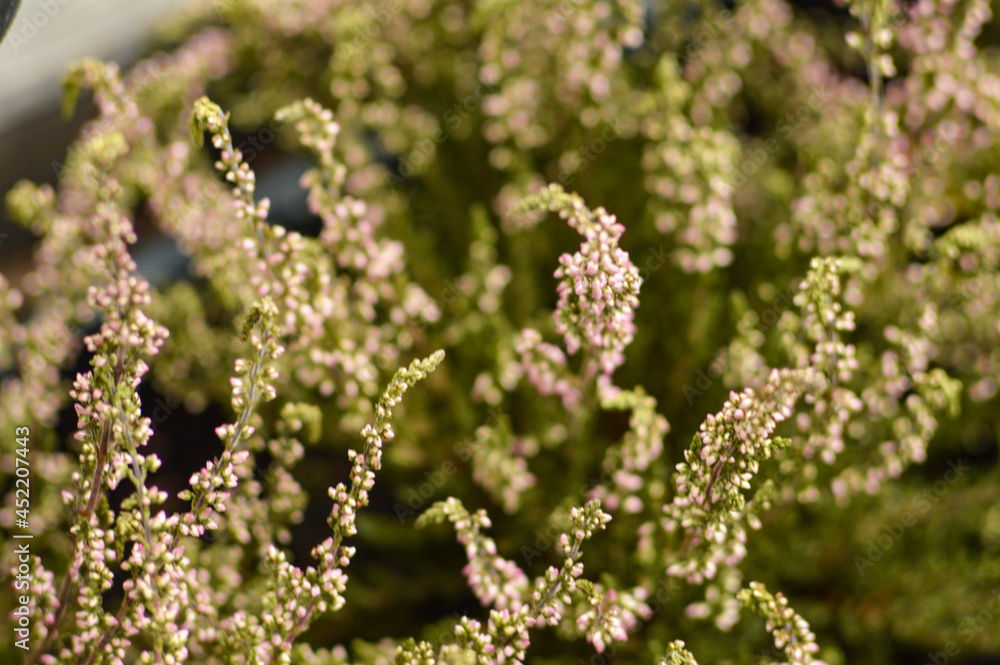 Autumn flowers, heathers, heather Autumn flowers, heathers, heather