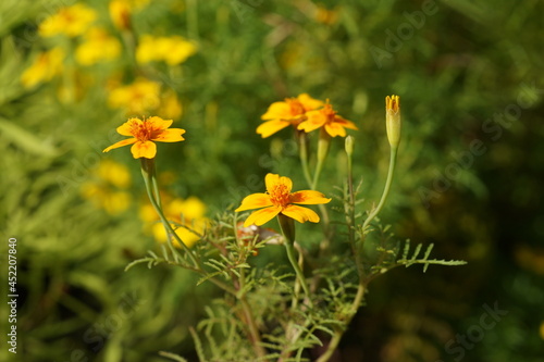 yellow flowers in the garden