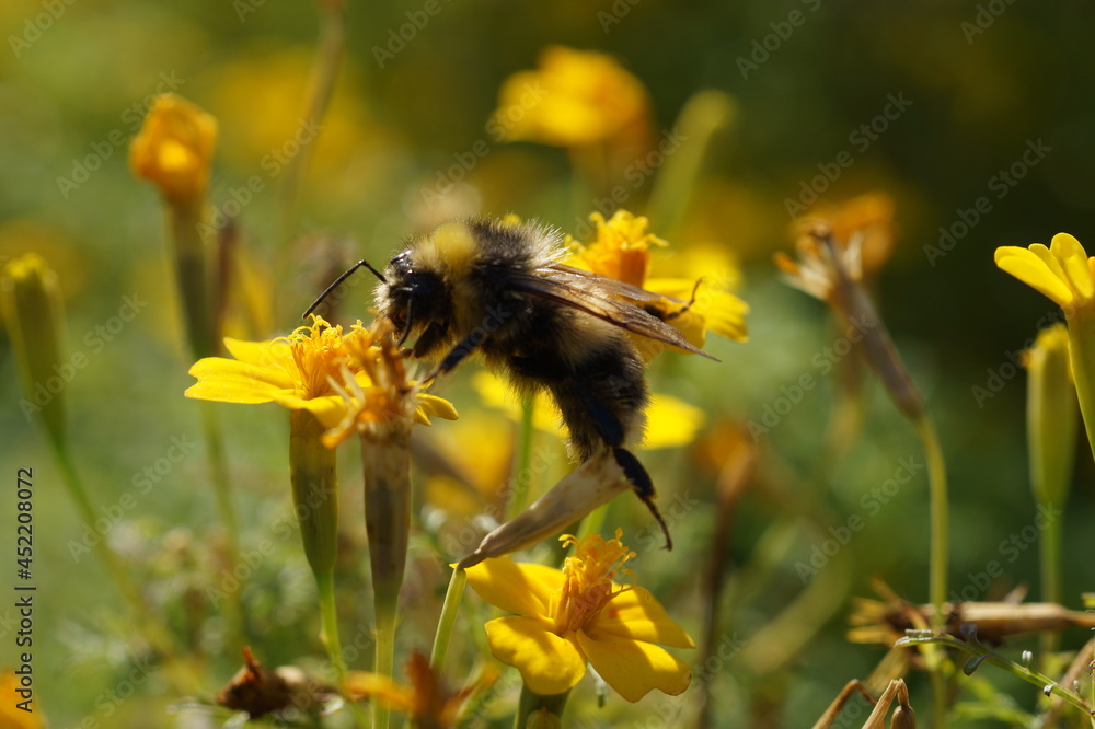 bee on yellow flower bee on yellow flower