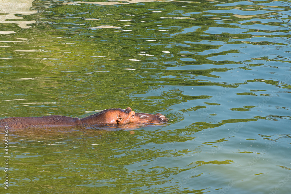 Fototapeta premium Hippo underwater in a bio park.