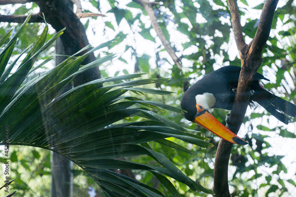 Toucan in the wild. On top of the tree branches on a sunny day. Toucan in the wild. On top of the tree branches on a sunny day.