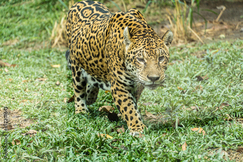 Onça pintada, as it is known in Brazil, or Jaguar in a bio park.