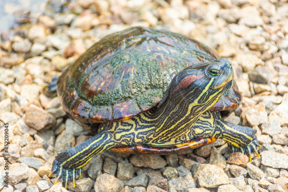 Chrysemys Picta, or painted turtle, in Singapore Botanic Gardens Chrysemys Picta, or painted turtle, in Singapore Botanic Gardens