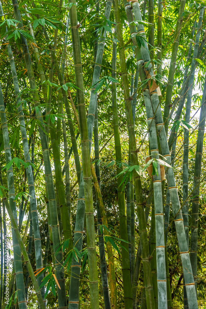 Obraz premium Bamboo forest in Singapore Botanic Gardens
