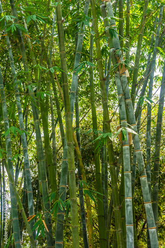 Bamboo forest in Singapore Botanic Gardens