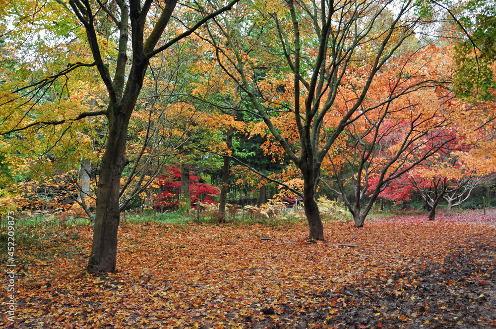 Fototapeta premium Autumn trees and leaves in the woodlands,