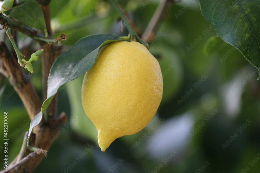 Bio Zitrone, Limone, Zitronenbaum, Frucht, Limón, Limão, Citron