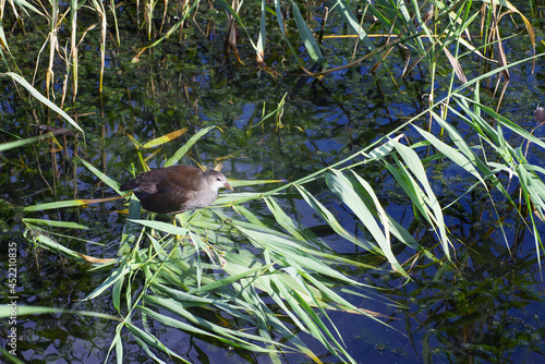 Bild auf Leinwand Common moorhen bird water hen female birds in the lake