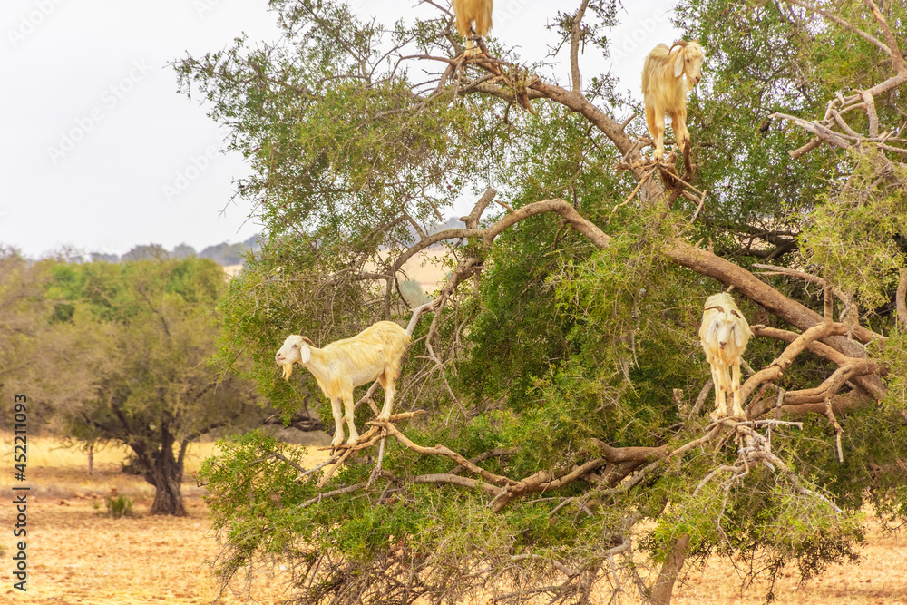 Goats climbing an argan oil tree for eating its fruits in southern Morocco Goats climbing an argan oil tree for eating its fruits in southern Morocco