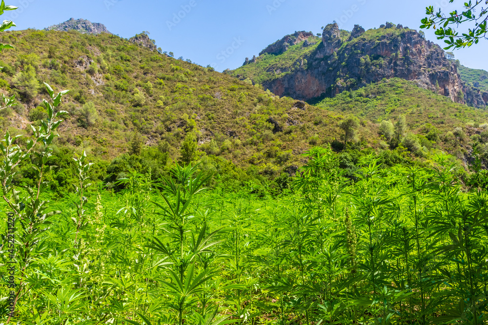 Wide plantation of marijuana in the Rif Mountains. This area makes Morocco be the world's top supplier of Cannabis.
