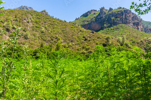 Wide plantation of marijuana in the Rif Mountains. This area makes Morocco be the world's top supplier of Cannabis. © Stefano Zaccaria