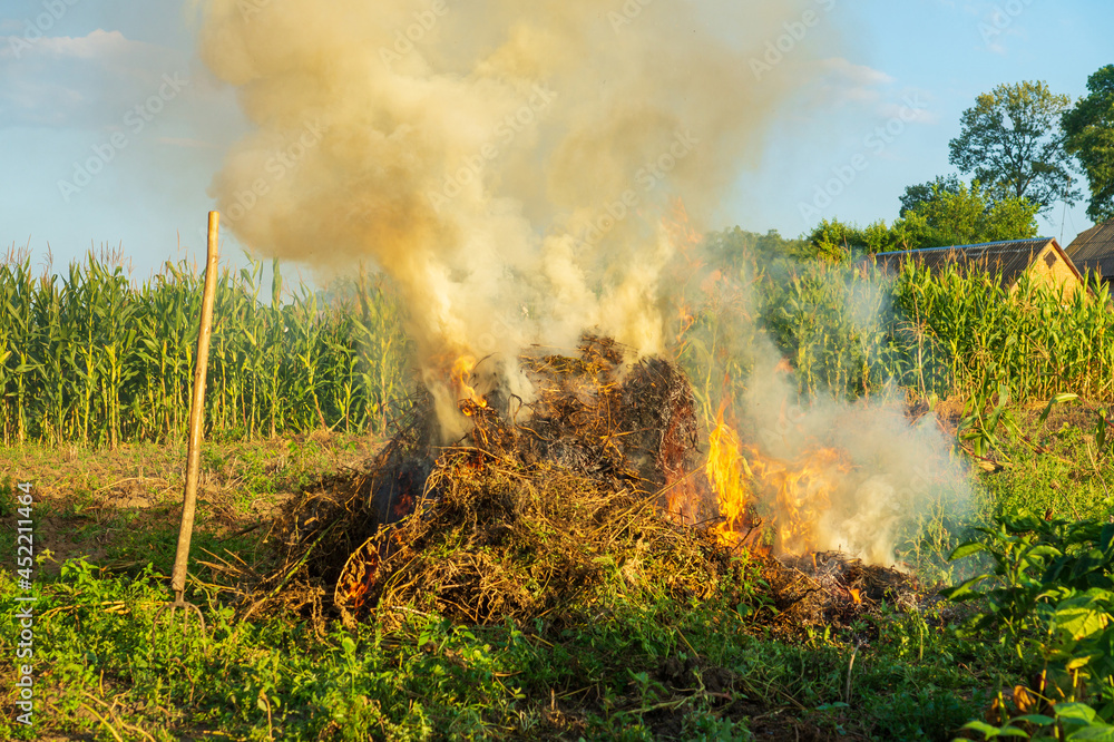 Fototapeta premium Fire in the garden, weeds are burning after harvest. Garden maintenance in late summer or autumn.